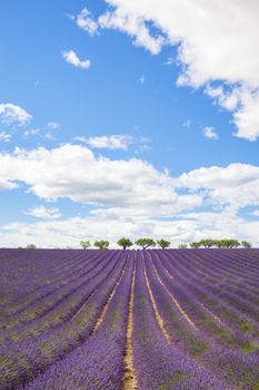 Lavender field with trees in Provence, France