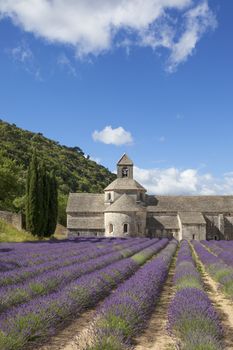 Abbey of Senanque in summer light. Gordes, Luberon, Vaucluse, Provence, France, Europe. 