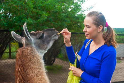 Young attractive woman feeding lama