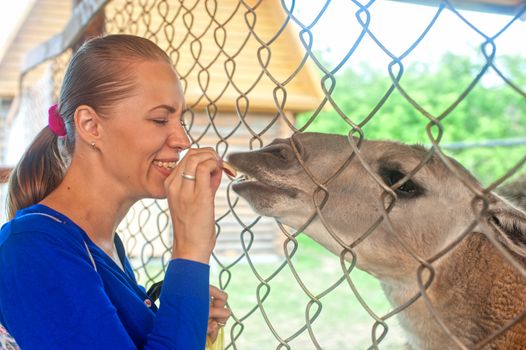 Young attractive woman feeding lama