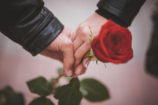 two hands of couple holding red rose 