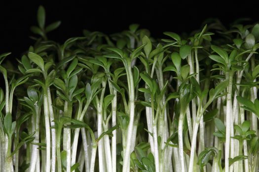 Garden cress seedlings.