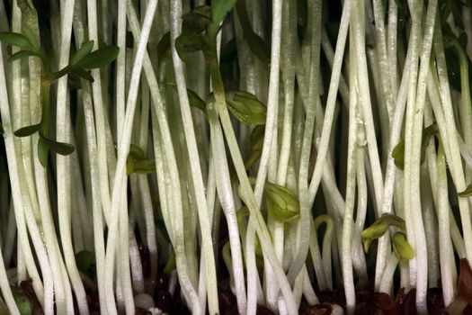 Garden cress seedlings.