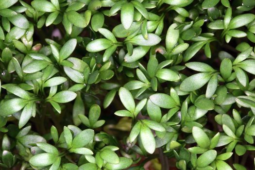 Garden cress seedlings.