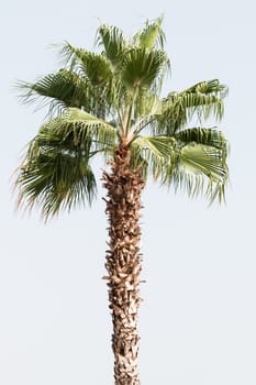 Palm tree isolated on wharf in the wind
