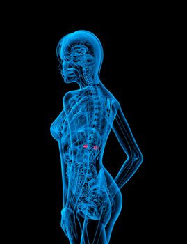 3d render medical illustration of the adrenal - side view