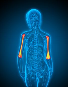3d render medical illustration of the humerus bone - back view