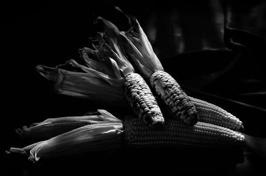 Nice still life corn in black and white style