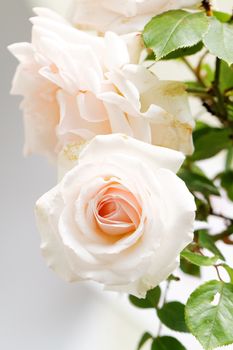 Beautiful bright pink rose blooming in garden