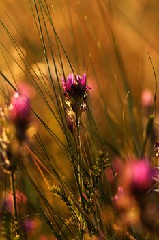 Soft pink meadow flower on sunrise nature background