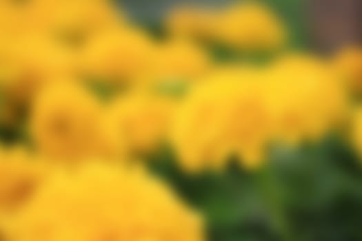 Flower Artistic blur style - De focused urban abstract texture background for your design 