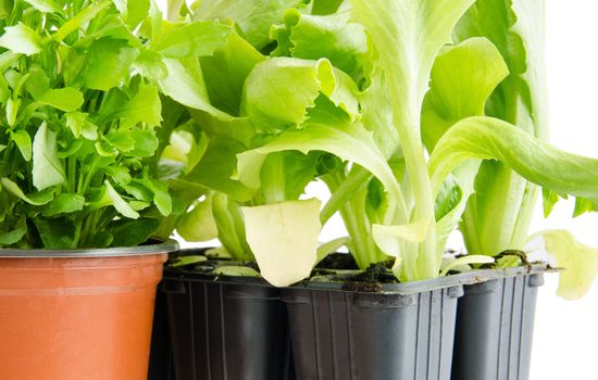 Six lettuce seedlings in the black flowerpot isolated on white background.