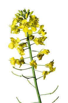 Detail of rape seed isolated on white background.