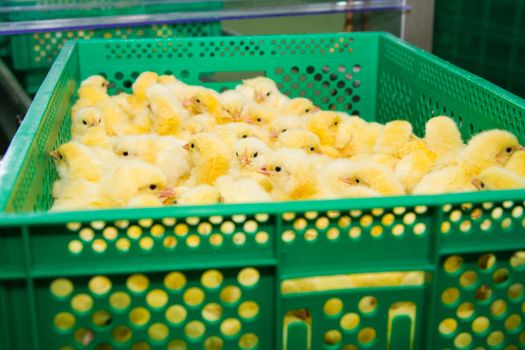 Newly hatched chicks on a chicken farm