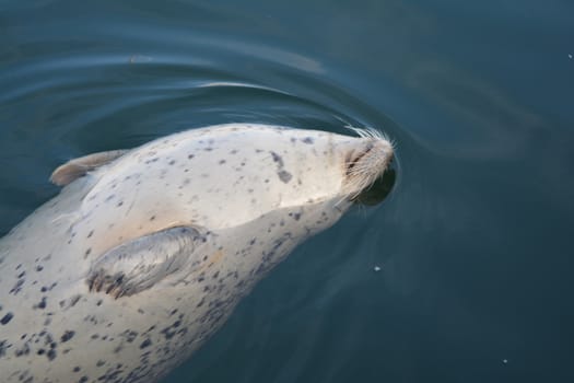 Seal floating on its back