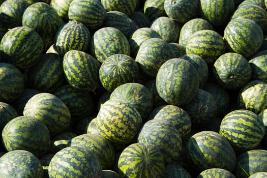 Big pile of ripe watermelon on a sunny day