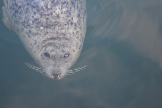 Harbor seal