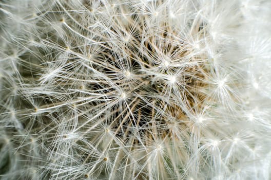 Detail of closeup shot past bloom dandelion texture.