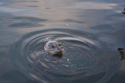 harbor seal swimming