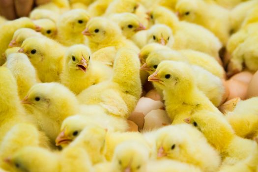 Newly hatched chicks on a chicken farm