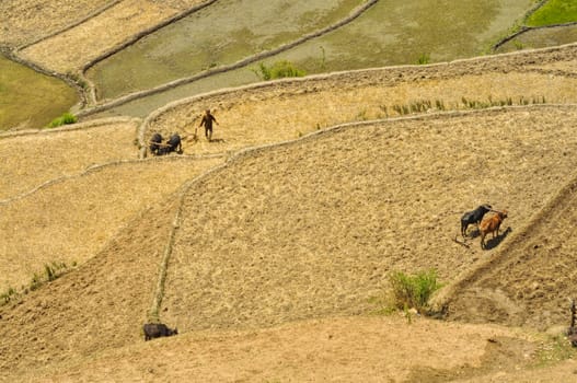 Aerial view of ploughing fields in Nepal