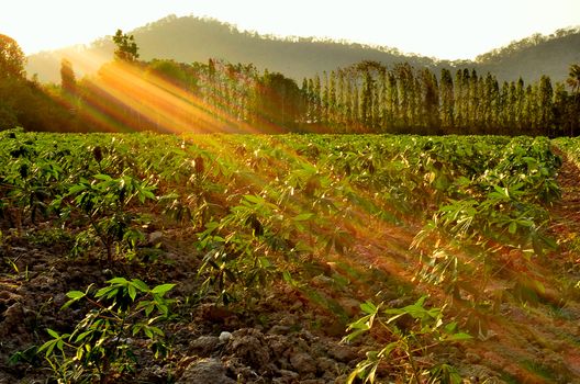 Cassava farm with light of sunset time, Agriculture concept