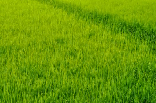 Green grass on rice fields in Bangladesh