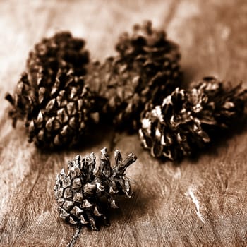 Conifer cone on wooden background, Vintage style