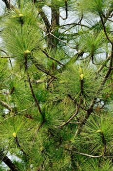 Leaves of the pine close up