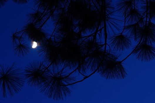 Moon light in the night sky with pine leaves silhouette 