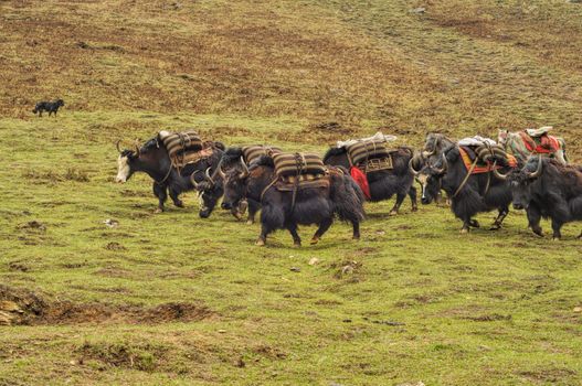 Yaks in carrying supplies in Himalayas mountains in Nepal