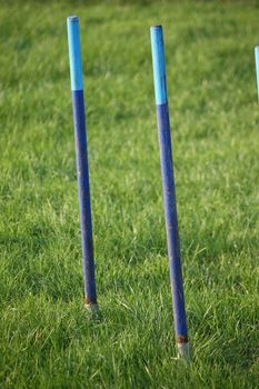 blue agility weave pole items of equipment for dog sport