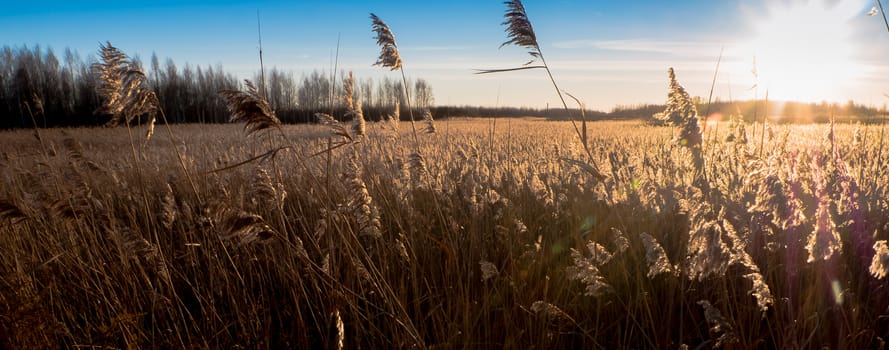 reed grass with golden light in sunrise 