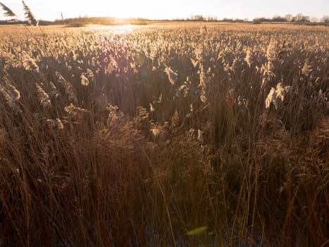 reed grass with golden light in sunrise 