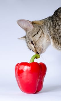 kitten and red pepper