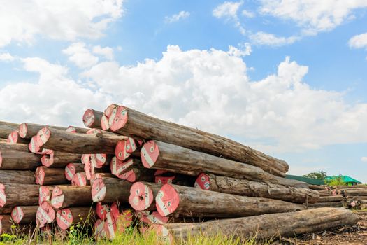 Big Padauk timber storage yaed for raw material.