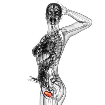 3d render medical illustration of the human bladder - side view