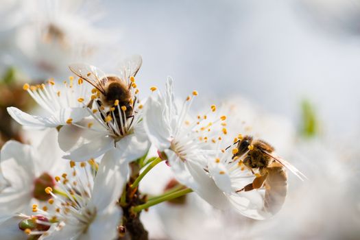 Bee collecting nectar from the flowers of fruit tree.