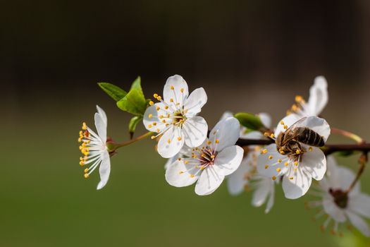 Bee collecting nectar from the flowers of fruit tree.