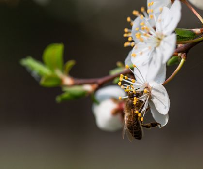 Bee collecting nectar from the flowers of fruit tree.