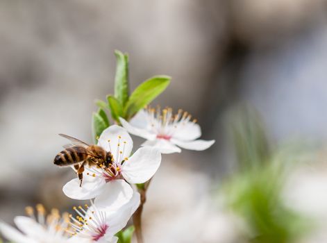 Bee collecting nectar from the flowers of fruit tree.