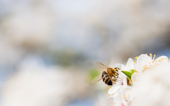 Bee collecting nectar from the flowers of fruit tree.