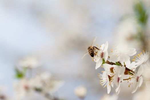 Bee collecting nectar from the flowers of fruit tree.