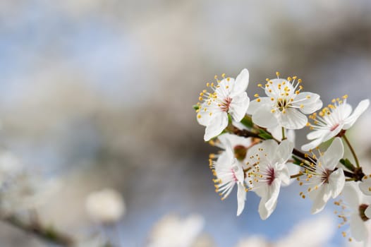 Flowers blossomed in the orchard.