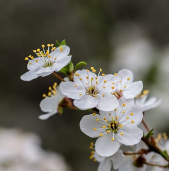 Flowers blossomed in the orchard.