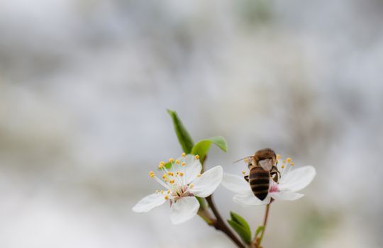 Bee collecting nectar from the flowers of fruit tree.