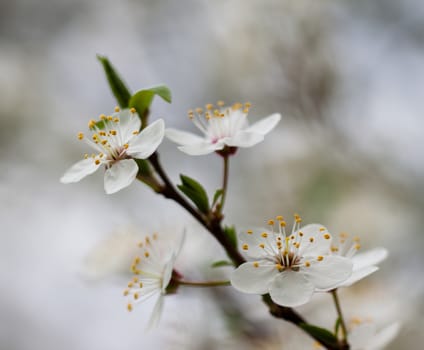 Flowers blossomed in the orchard.