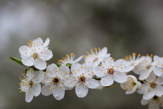 Flowers blossomed in the orchard.