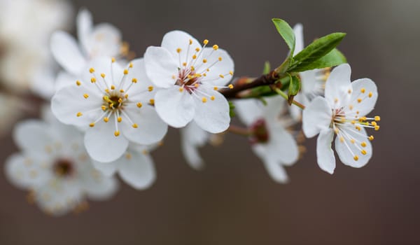 Flowers blossomed in the orchard.