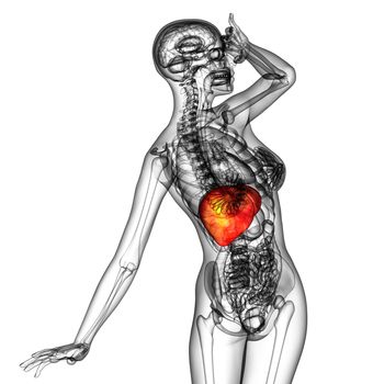 3d render medical illustration of the human liver - side view
